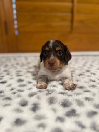 Mini doxies de pelo largo (Fresno)63798820755459120