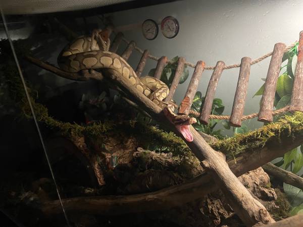 Female ball python needs new home .63959230509699120