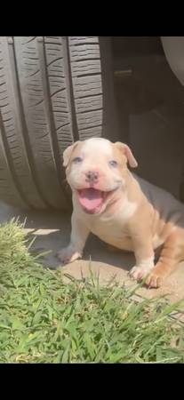 4 cachorros american bully en busca de un hogar63297434004097121