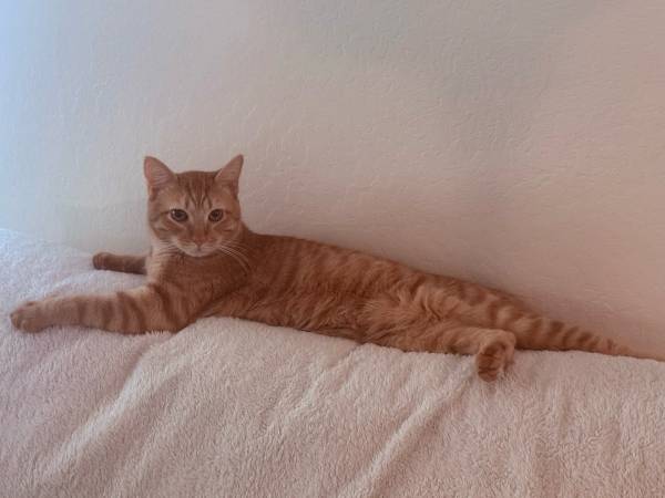 Gato perdido (Medford)63509454492931121