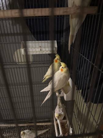 Cockatiels 1
