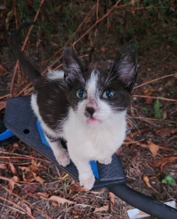 Free kitten for adoption , gatita en adopción (Houston)63859314147841120
