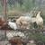 Pullets 3 thumbnail