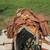 Complete Horse Packing Quality Gear Set-up 11 thumbnail