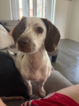 Beagle Mix (Killeen)63839345101315122
