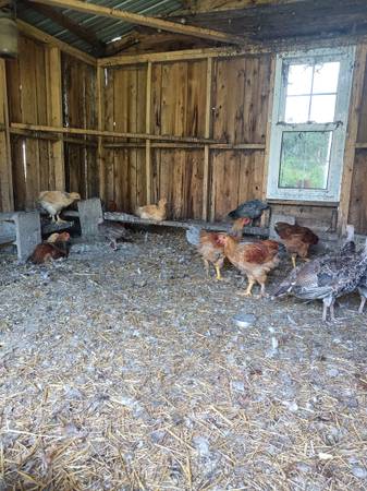 Chickens 1