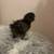 Chicks 5 thumbnail