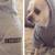 New adorable Dog and Cat Clothes never used. Toys too. 1 thumbnail