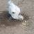 Chickens (young) 3 thumbnail