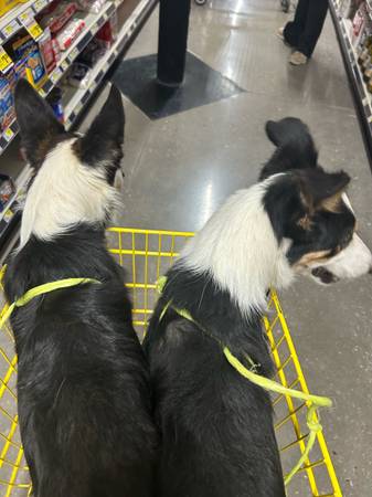 Looking for a home 1