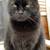 Missing Cat 1 thumbnail