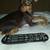 Pet Related Housing Issues? Pet / Sitting / Boarding short/long term 11 thumbnail