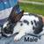 Mini Rex Bunnies 5 thumbnail