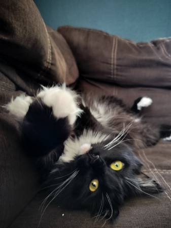 Rehoming lost small cat63684471284611120