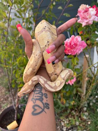 Pink bananna ball python male (Tacoma)63942501333891121