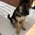 Full Bread German Shepherd (6 month female) 2 thumbnail
