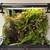 2 Dendrobates tinctorius "Poison Dart Frogs" Free; Enclosure Available 5 thumbnail