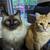 PET SITTER 1 thumbnail