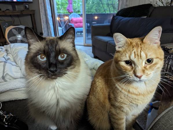 PET SITTER 1
