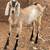 ADGA dairy goats and more 5 thumbnail