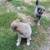 Husky/German shepard 1 thumbnail