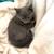 Kittens 3 thumbnail