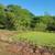brush clearing-skidsteer work 2 thumbnail