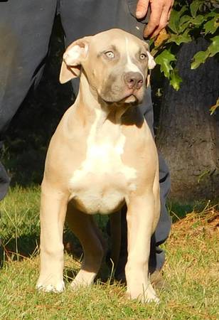 XL  American Bully (Carson,MS)63904505685506120