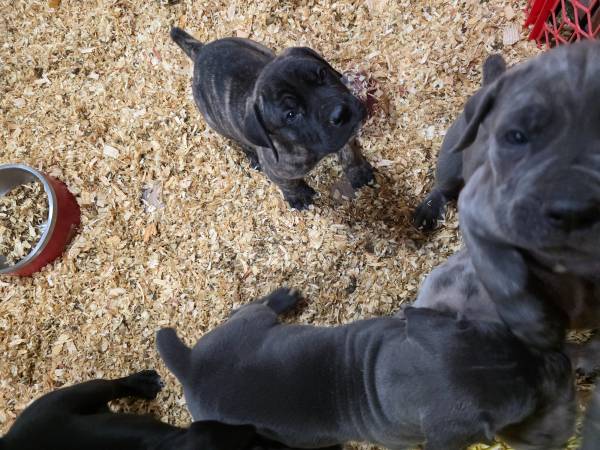 ICCF Cane Corso puppies63904507585155122