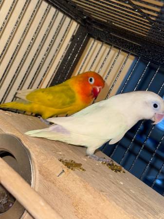 Love birds 1