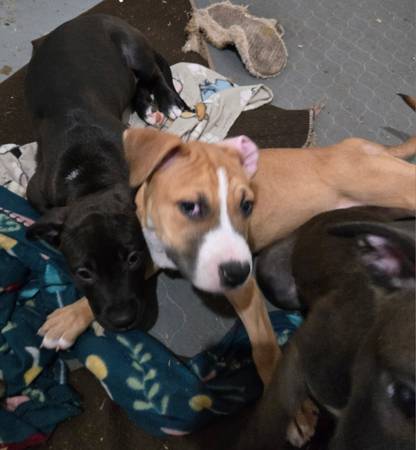 Puppies available for rehoming (Lansing,  mi)63934970480770120