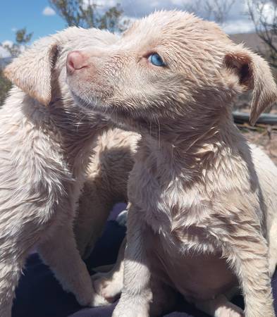Pure white puppies63682894795651120