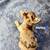 Chihuahuas 9 thumbnail