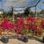 PLANTS PLANTS PLANTS PLANTS 10 thumbnail