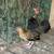 Chickens 3 thumbnail