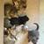 Kittens 3 thumbnail