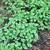 Day Lilly And Ground Cover Perennial Plants!! $10 a dozen. 2 thumbnail