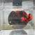 Koi Betta Plakat 12 thumbnail