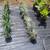 Multiple plants 4 thumbnail