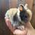 Baby bunnies lionhead 3 thumbnail