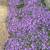 Pink and Purple Creeping Phlox Plants 2 thumbnail