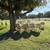 St. Croix Sheep 12 thumbnail