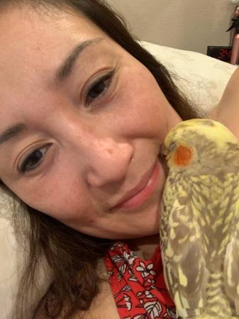 Missing cockatiel (Bay Point)64207904341633120