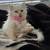 Persian baby's 2 mons  price 700 2 thumbnail