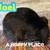 Black French Lop Buck 3 thumbnail