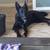 Belgian malinois mix 22 thumbnail