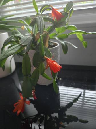 Xmas Cactus blooming 1