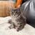 Mixed MC Kittens 5 thumbnail