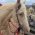 RV Space on Horse Farm 4 thumbnail