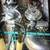 Milking equipment 6 thumbnail